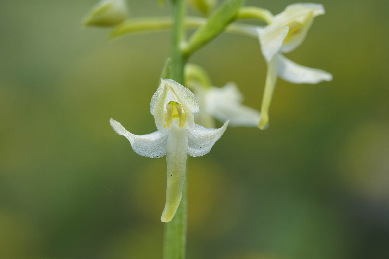 Waldhyazinthe (Platanthera chlorantha x P. bifolia)