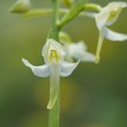 Waldhyazinthe (Platanthera chlorantha x P. bifolia)