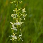 Waldhyazinthe (Platanthera)