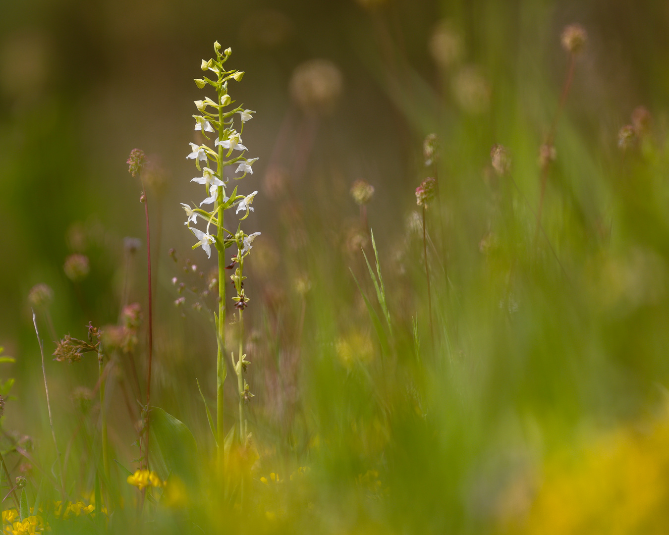 Waldhyazinthe und Fliegenragwurz