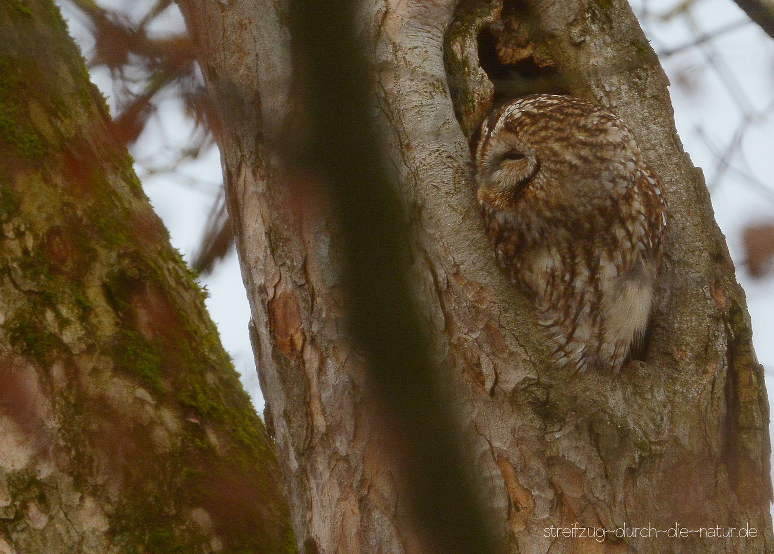 waldi Foto & Bild natur, tiere, vögel Bilder auf