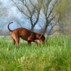 Waldi beim Schnüffeln