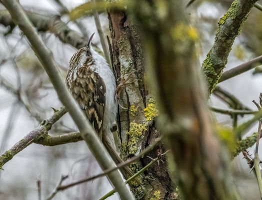 "WALDI" - denk ich oder?