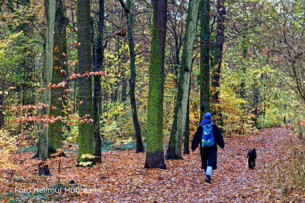 WALDI GEHEN IM PLÄNTERWALD