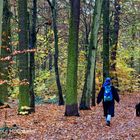 WALDI GEHEN IM PLÄNTERWALD