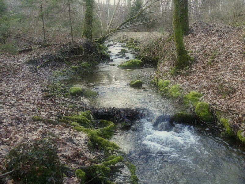 Waldidylle mit einem Bachlauf