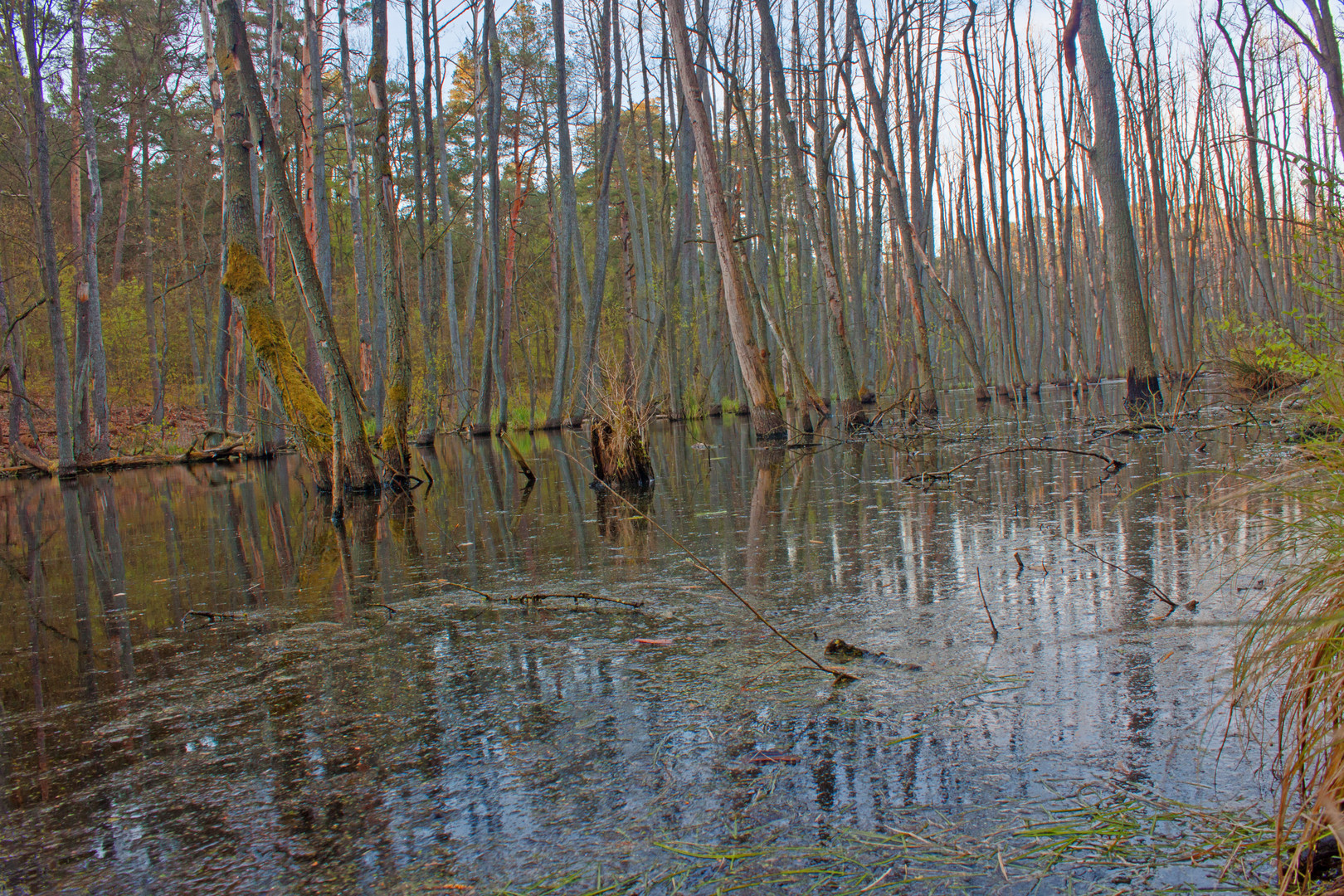 Wald_im_Fluss