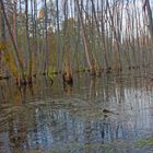 Wald_im_Fluss