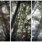 Wald.Impression