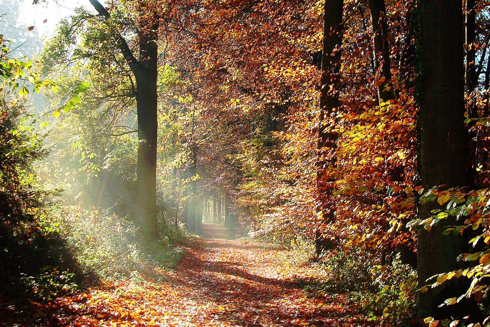 Waldimpression - Herbst