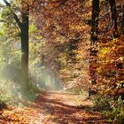 Waldimpression - Herbst