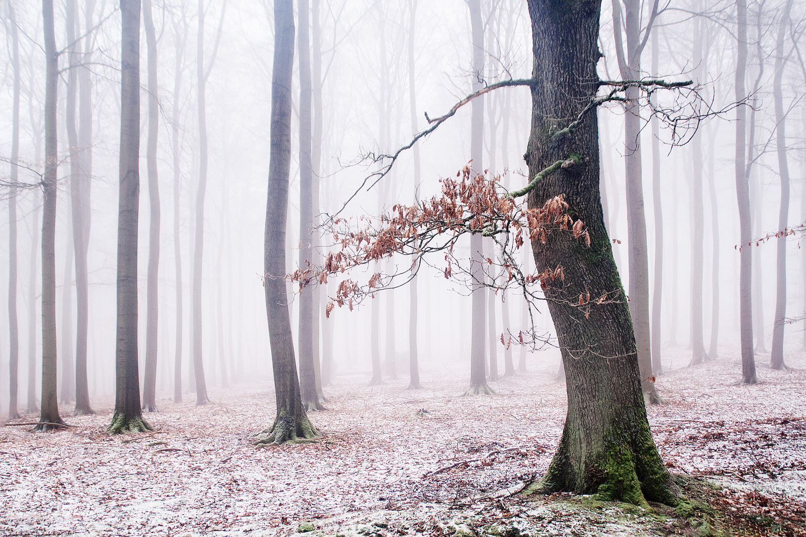 Waldimpressionen bei Nebel