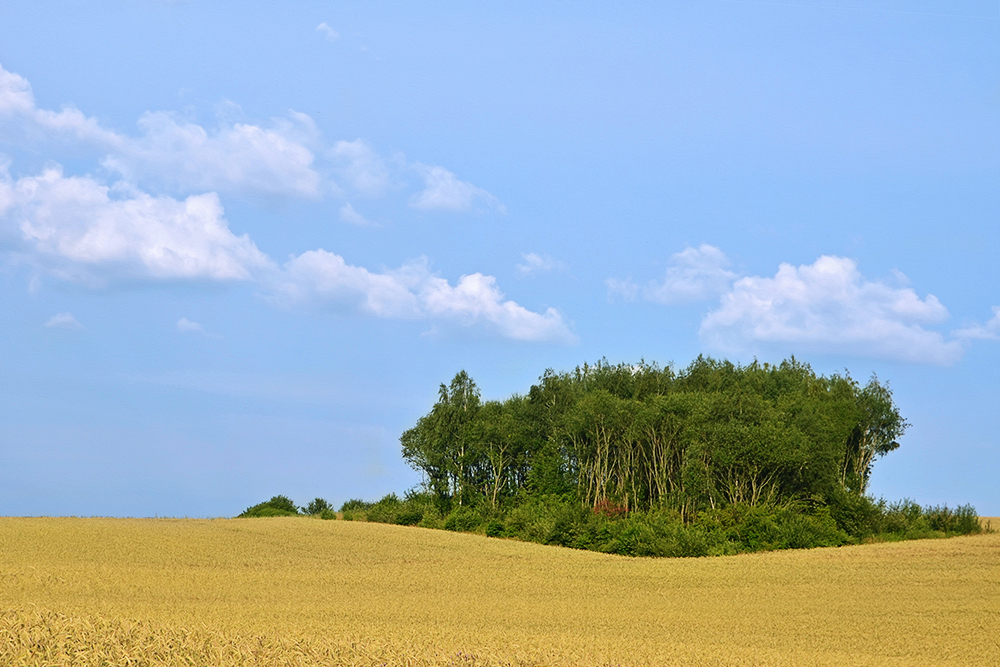 Waldinsel im Kornfeld