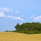 Waldinsel im Kornfeld