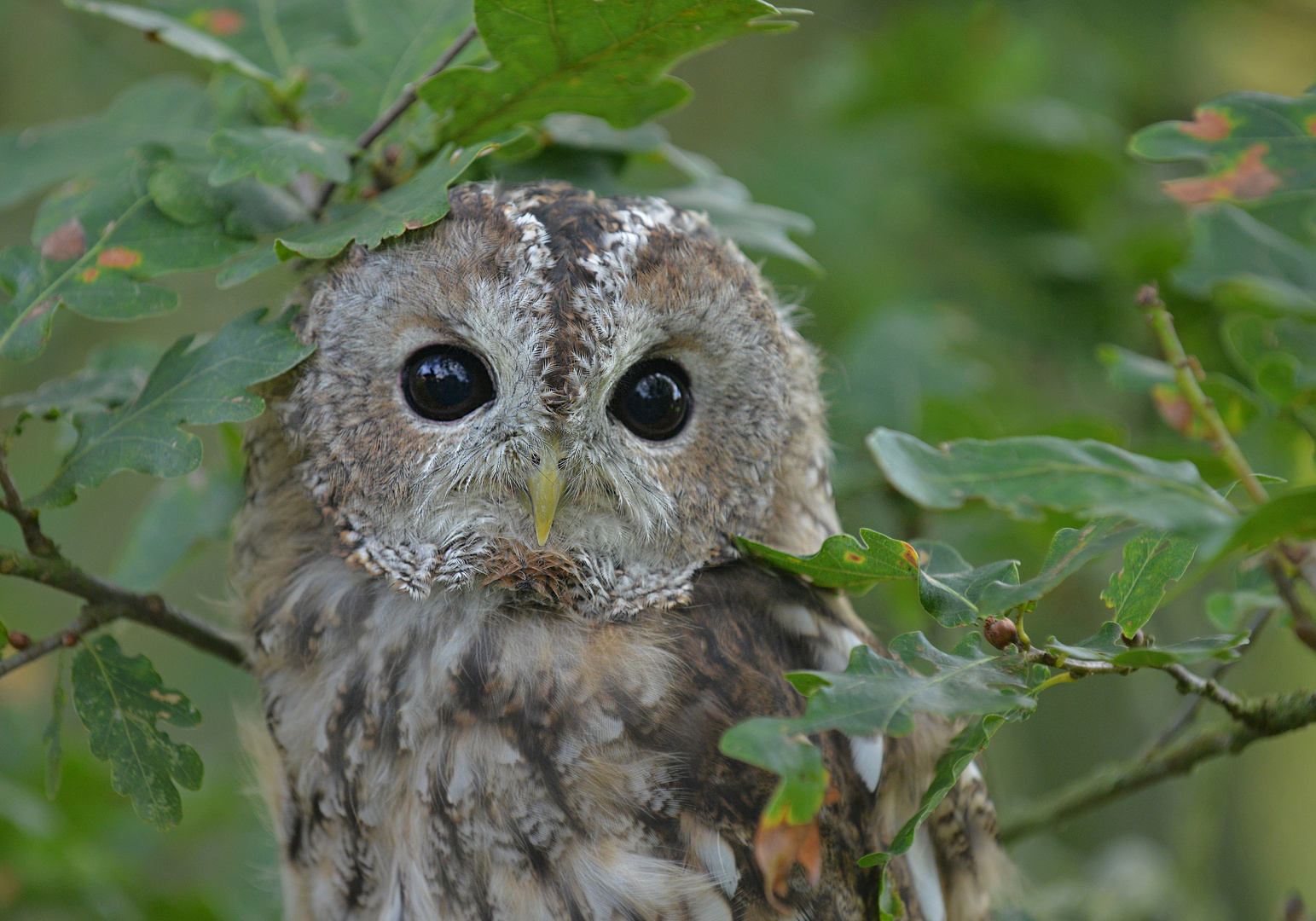 Waldkäuzchen