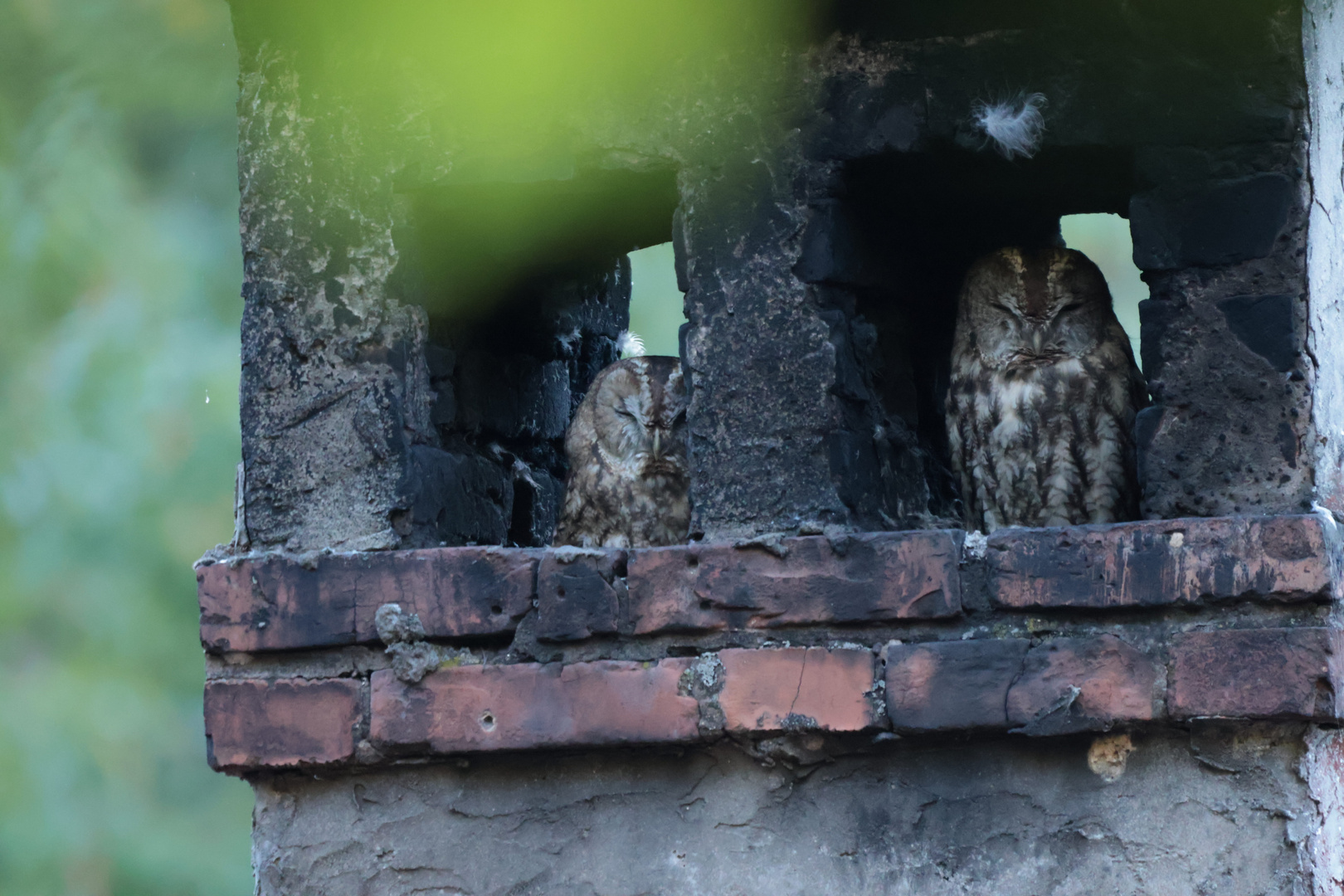 Waldkäuze in einem Kamin