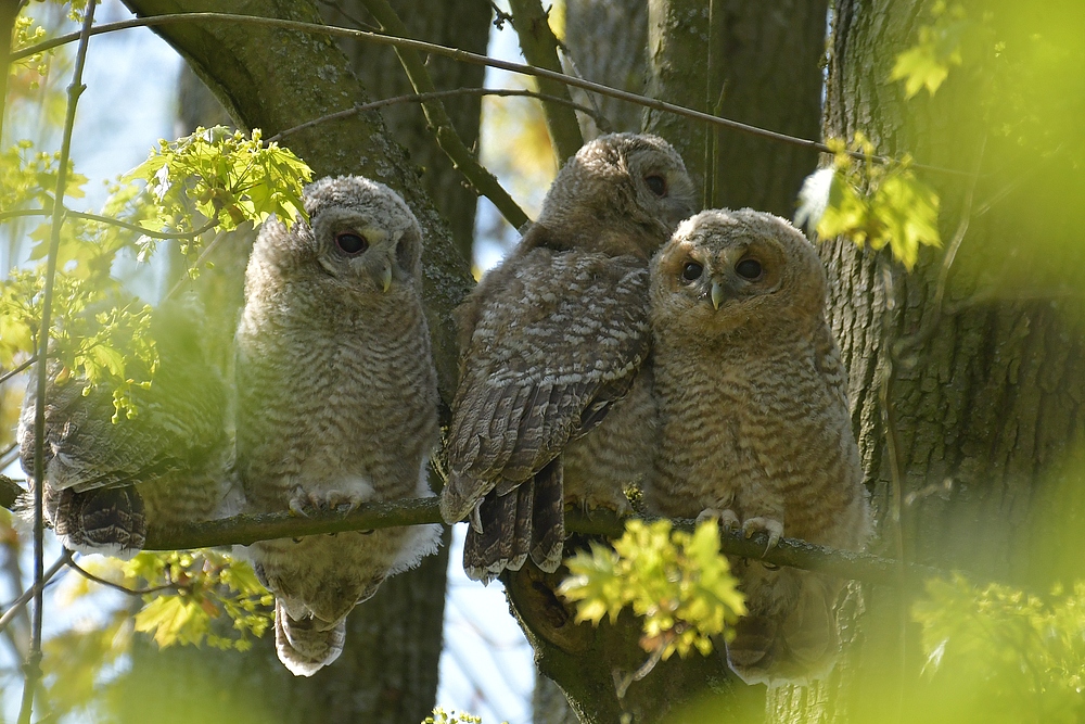 Waldkäuze: In luftiger Höhe, fast richtig „rum“ und teils mit offenen Augen 01