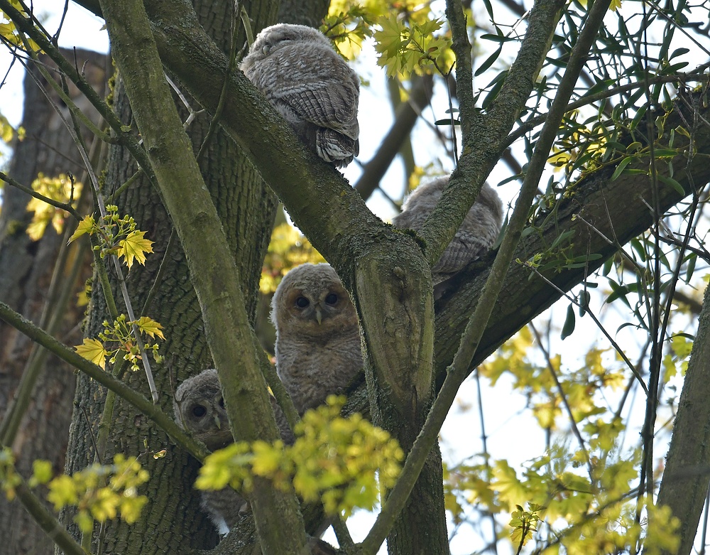 Waldkäuze: In luftiger Höhe, fast richtig „rum“ und teils mit offenen Augen 02