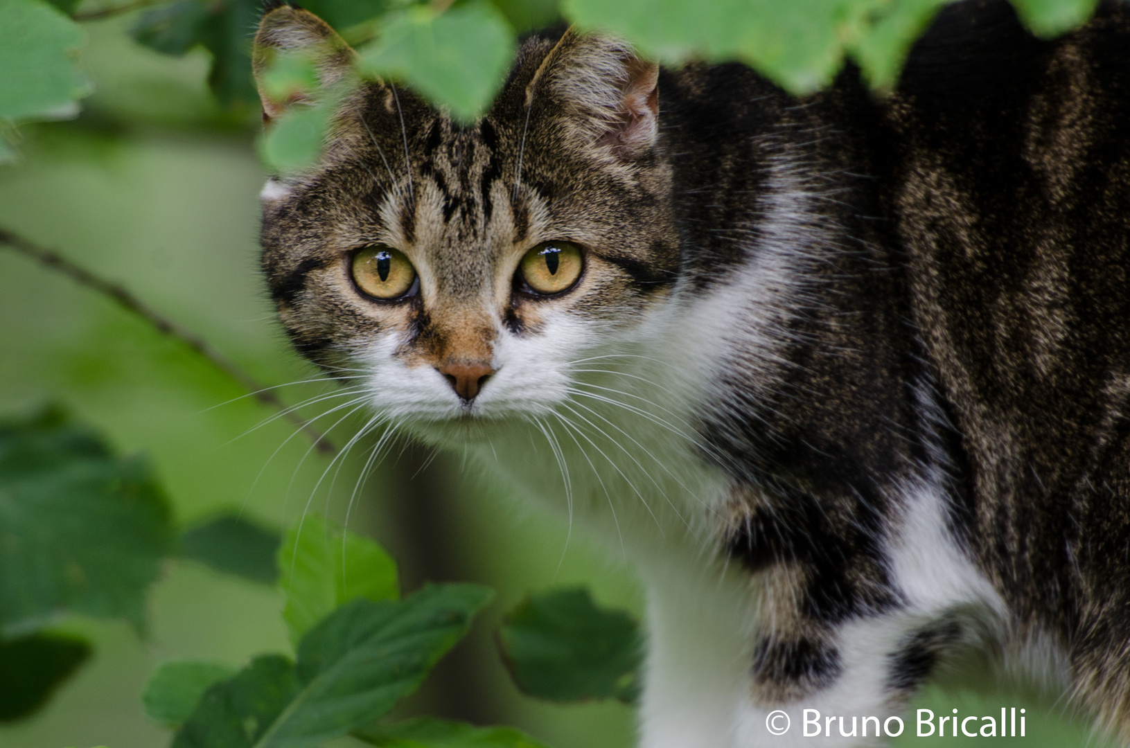 Waldkatze