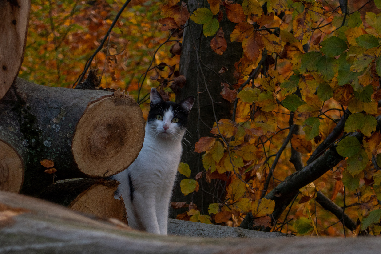 Waldkatze