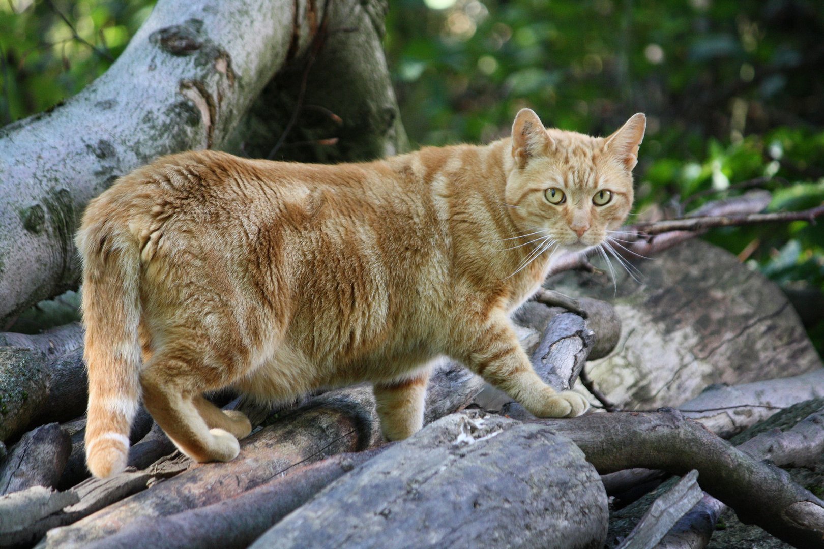 Waldkatze