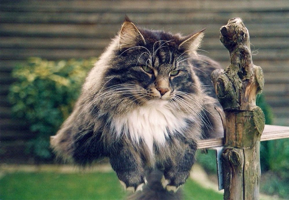 Waldkatze im Garten Foto & Bild tiere, haustiere, katzen