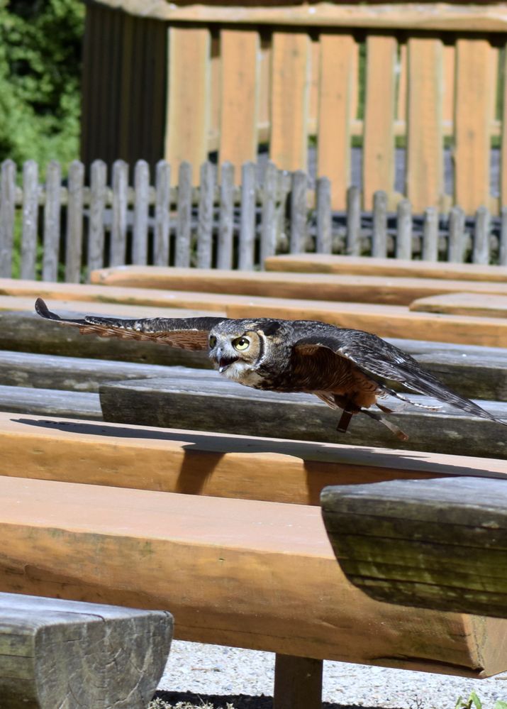 Waldkautz im Anflug