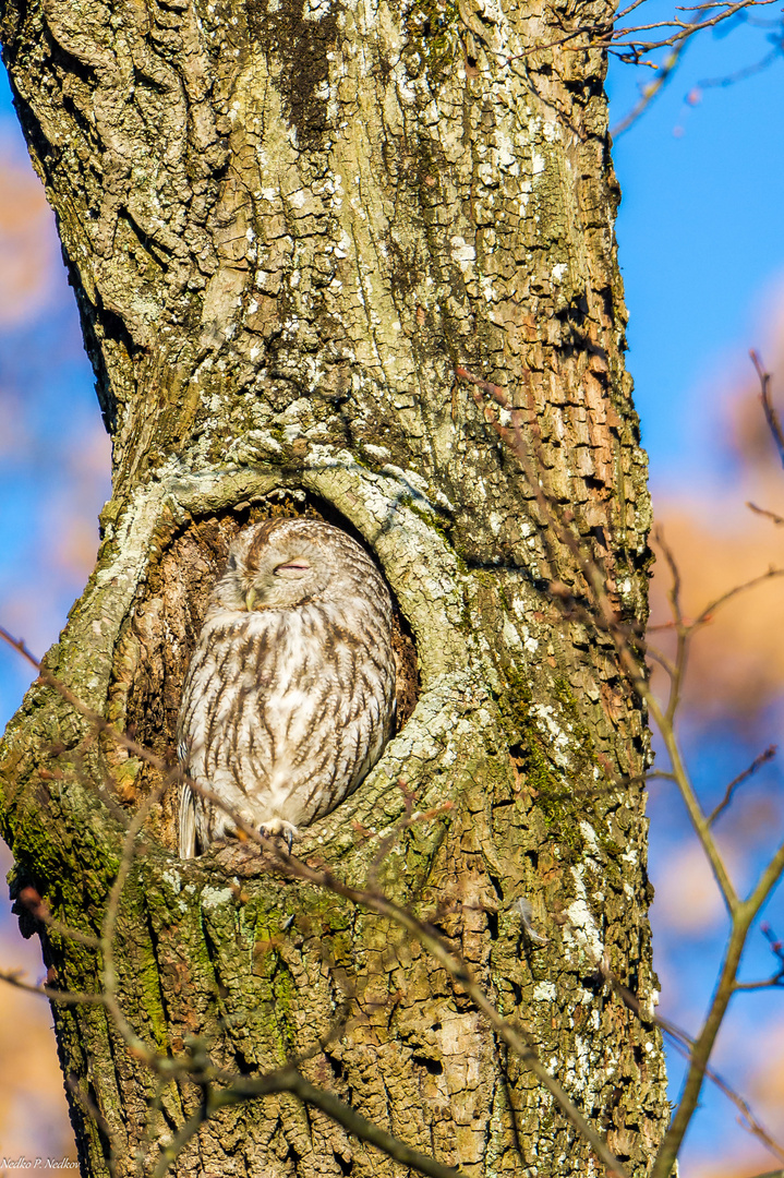 Waldkautz in Muenchen