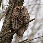 Waldkautz (Strix aluco)