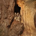 Waldkautz vor Höhle