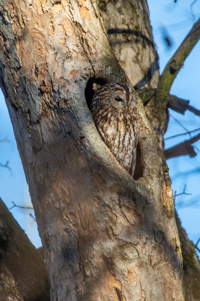 Waldkauz 6 Foto & Bild | natur, tiere, vögel Bilder auf fotocommunity