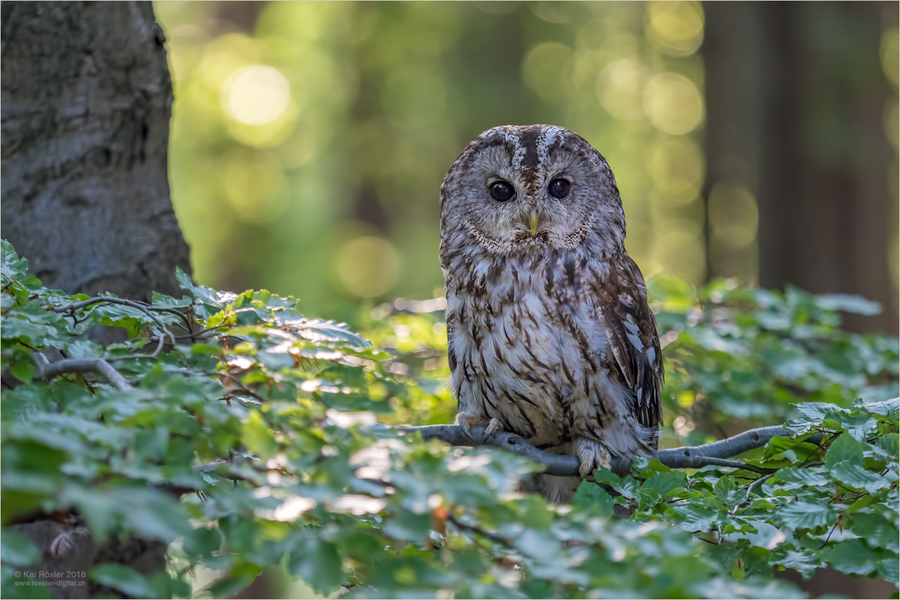 Waldkauz Foto & Bild | tiere, zoo, wildpark & falknerei, vögel Bilder