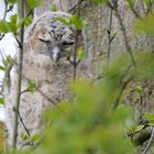 WALDKAUZ ÄSTLING! 2