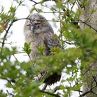 WALDKAUZ ÄSTLING! 3 IM GANZEN 