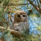 Waldkauz Ästling - Tawn Owl Branchling