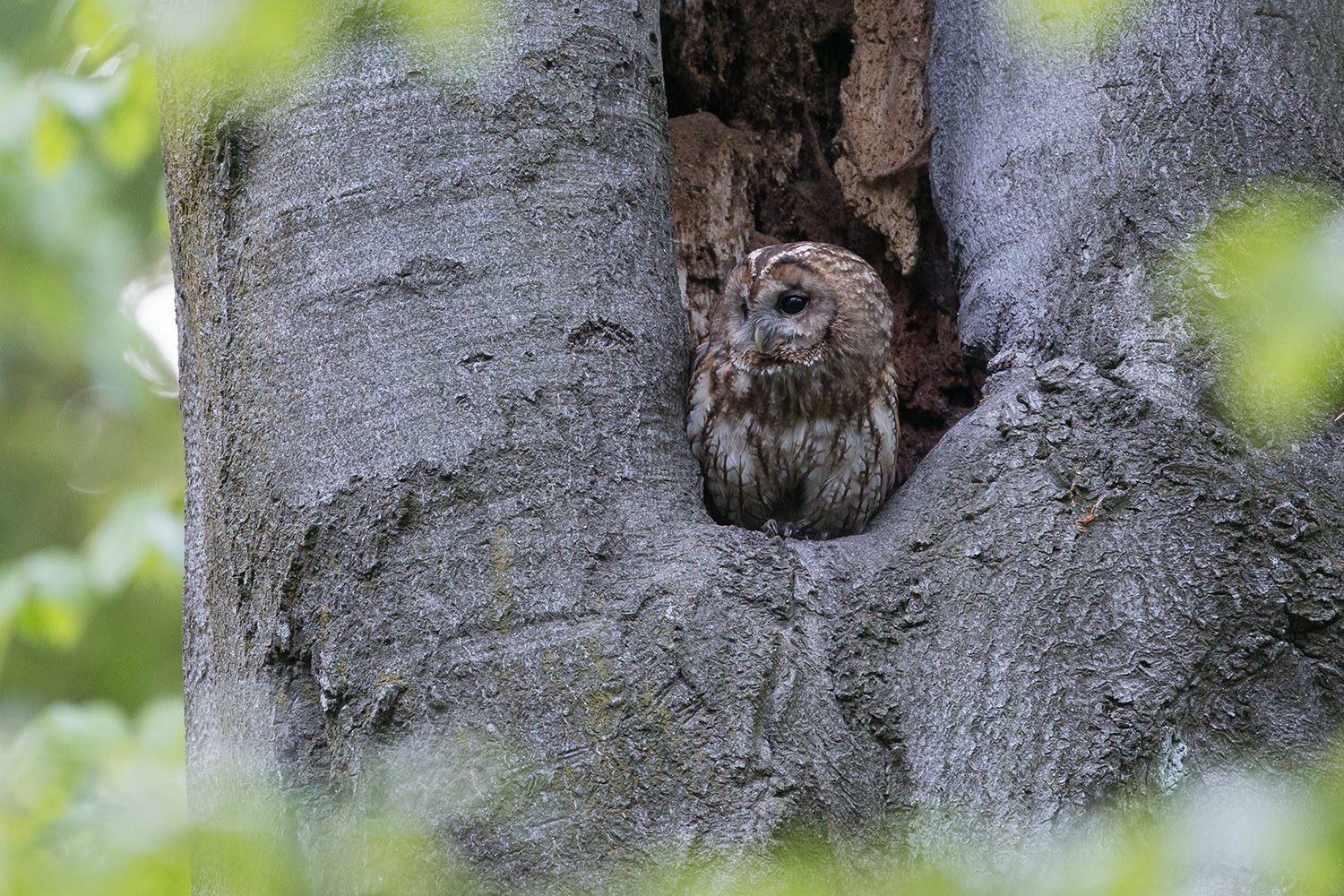 Waldkauz an seiner Bruthöhle