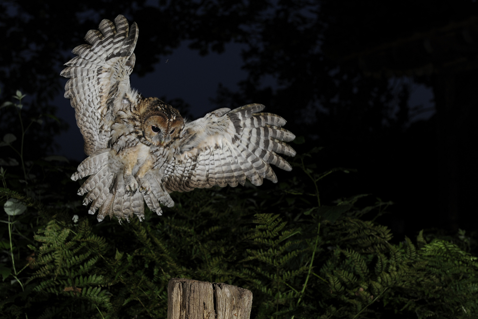 Waldkauz Anflug