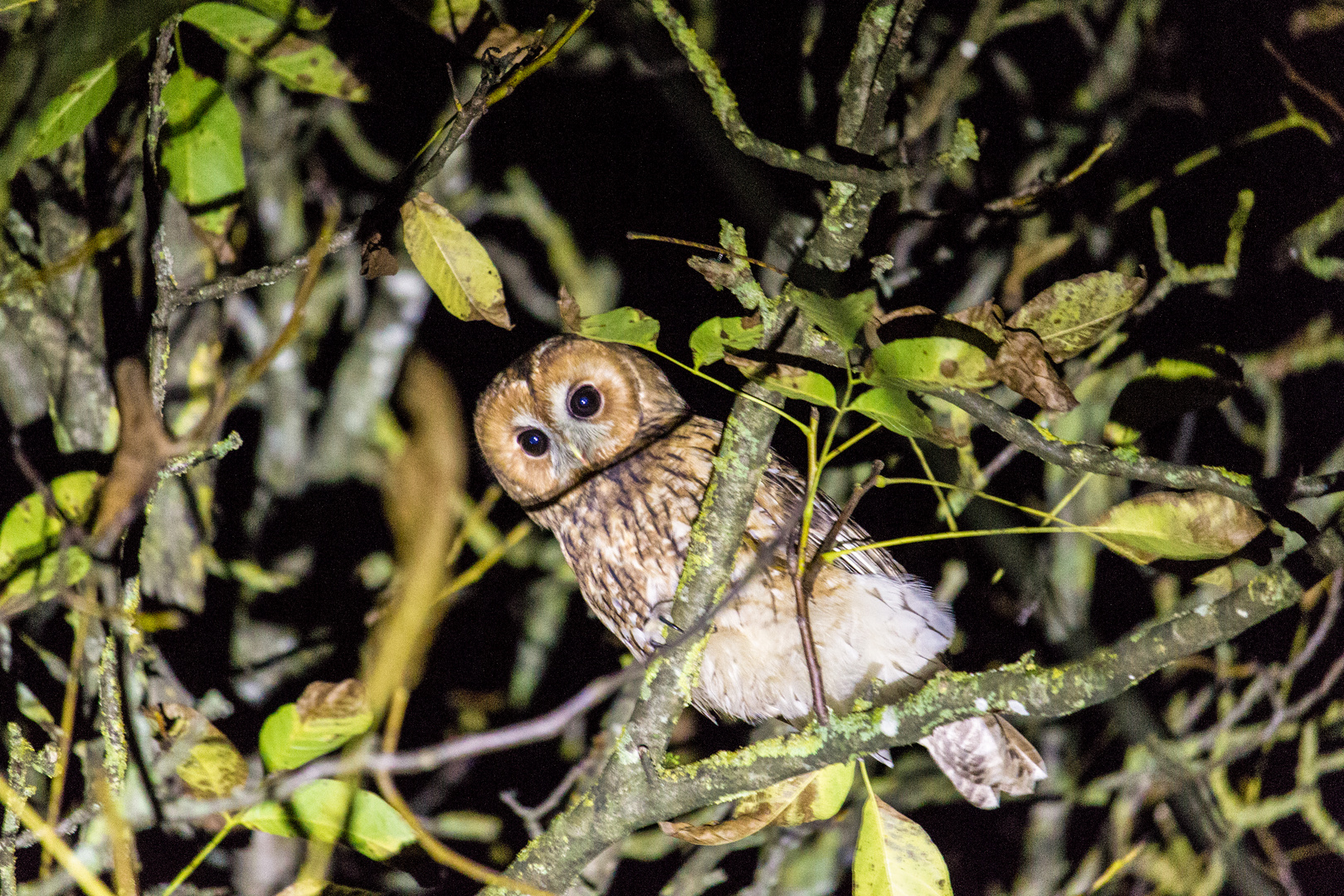 Waldkauz bei Nacht