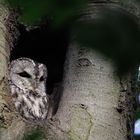 Waldkauz beim Dösen