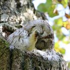 Waldkauz beim Nickerchen.