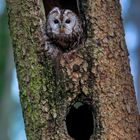 Waldkauz bereit zum Abflug