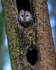 Waldkauz bereit zum Abflug