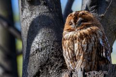 Waldkauz: Braune Morphe