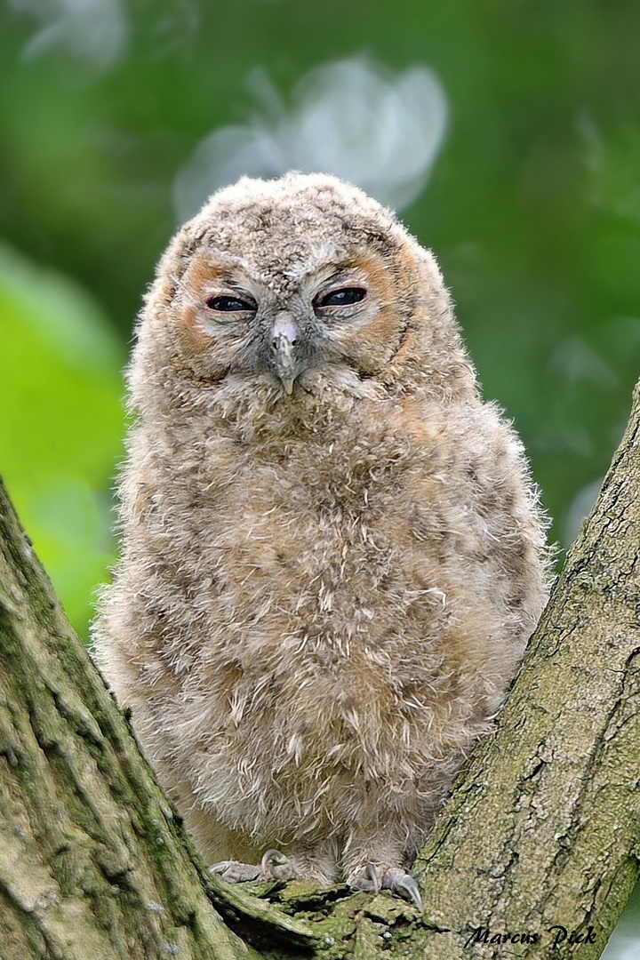 Waldkauz Bruder - Wildlife