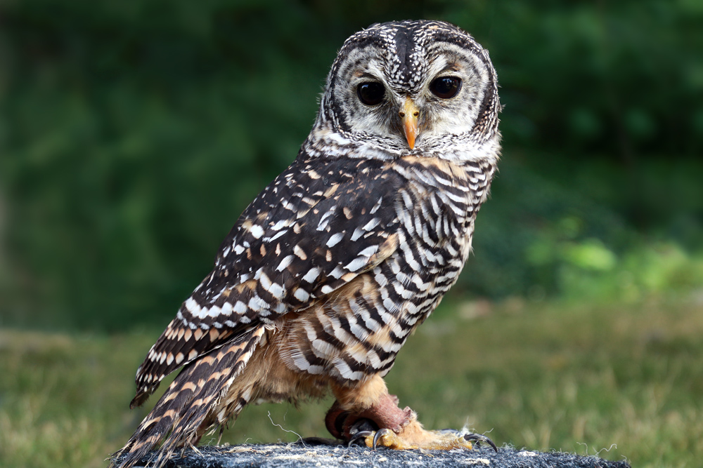 Waldkauz Foto & Bild | tiere, zoo, wildpark & falknerei, vögel Bilder