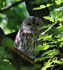 Waldkauz "Dachi" im Nymphenburg Schloßpark