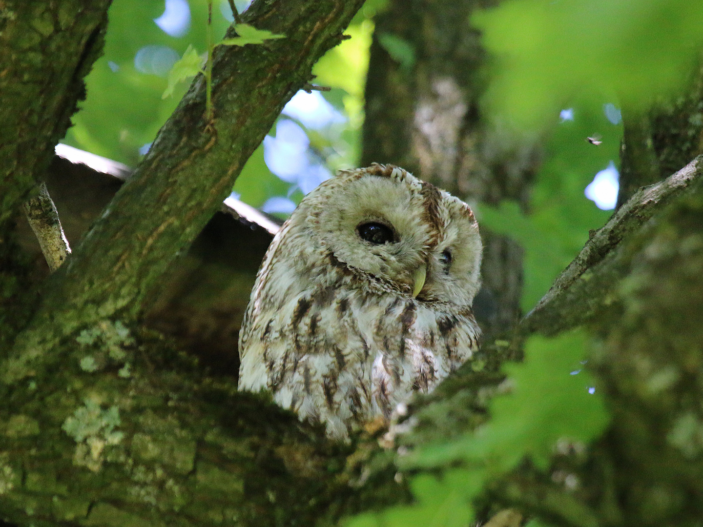 Waldkauz "Dachi" im Nymphenburg Schloßpark