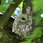 Waldkauz "Dachi" im Nymphenburg Schloßpark