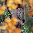 Waldkauz - durchs Herbstlaub beobachtet