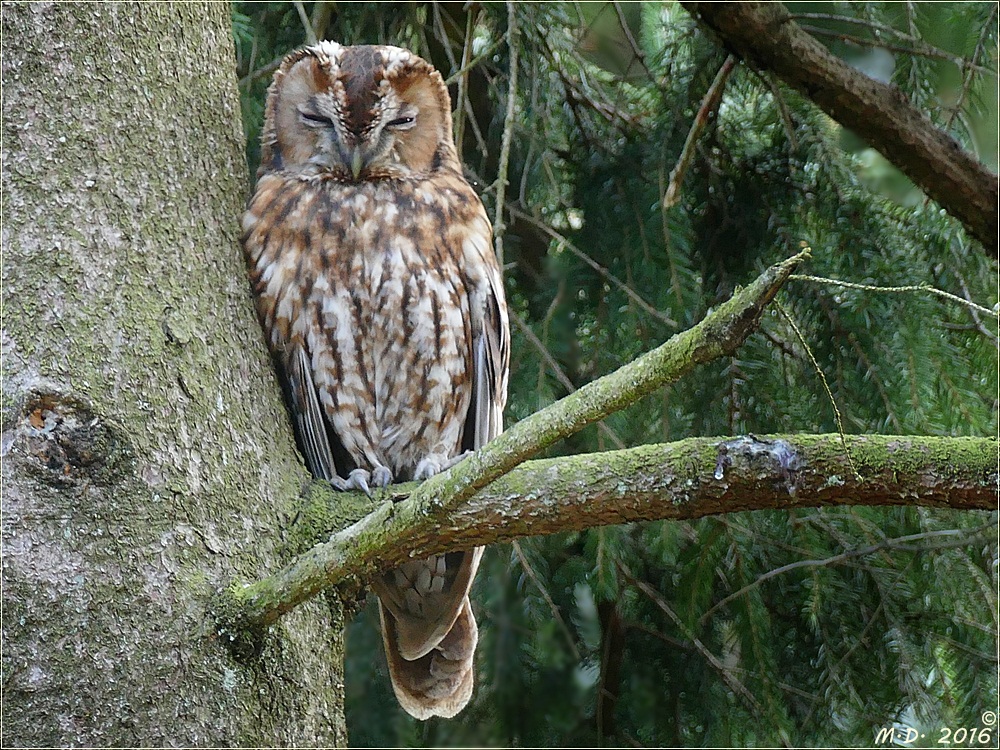 Waldkauz.....